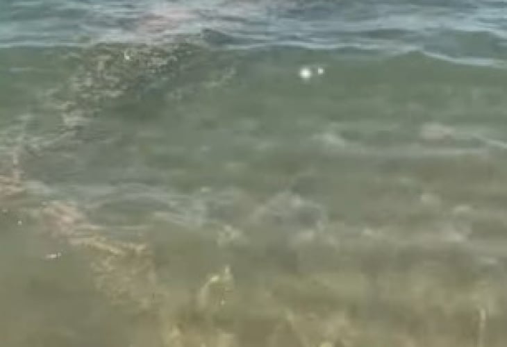 Отвратителна гледка във водата на плажа във Варна, летовниците в шок ВИДЕО