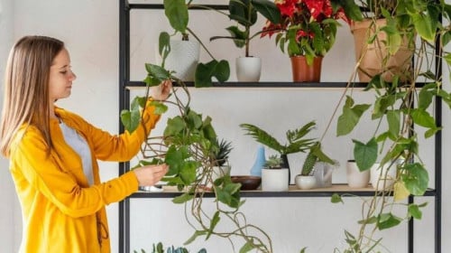 Всеки трябва да има тези 7 растения в дома си, вършат чудеса със здравето Всеки трябва да има тези 7 растения в дома си, вършат чудеса със здравето