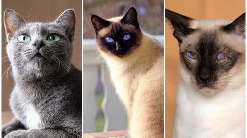 3 породи котки привличат парите в дома ви 3 породи котки привличат парите в дома ви